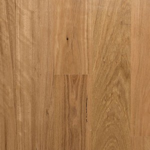 Blackbutt